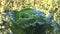 Frozen cabbage vegetable plant covered with white ice crystals. closeup. 4K