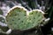 Frozen cactus under the snow