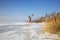 Frozen cane on river in winter