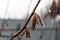 Frozen Catkins Of Corylus avellana