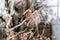 Frozen Catkins Of Corylus avellana