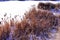 Frozen cattails along frozen pond.