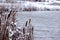 Frozen Cattails by the lake