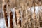 Frozen Cattails In Winter Marshes