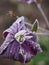 Frozen clematis