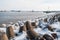 Frozen concrete tetrapods in the port on a winter day, Ventspils, Latvia