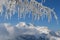 Frozen coniferous branch