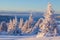 Frozen coniferous forest with fir trees snow covered in the ski resort at sunset