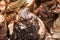 Frozen Cookie flavour gelato - full frame detail. Close up of a white and brown surface texture of Ice cream