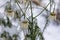 Frozen and covered with snow daisies