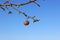 Frozen Crabapple Tree