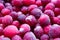 Frozen cranberry mooseberry, bog-berry close up