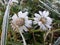 Frozen daisies