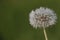 Frozen dandelion, looks like winter, macro photography