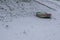 Frozen Danube river with captured boats and seagulls