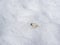 Frozen dead white butterfly on the snow. Frostbite on a glacier high in the mountains