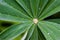 Frozen dew drop on lupine leaf Lupinus polyphyllus with rain drops background. Lupine plant before flowers, green star shaped