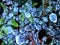 Frozen dewdrops on cobweb over moss and tree needles on forest floor in frosty autumn morning in macro view