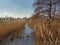 Frozen ditch with reed on a sunny winter day with clear blue sky