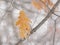 Frozen dried brown oak leaf