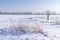 Frozen dry grass breaking through a thick layer of snow