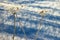 Frozen dry plant in snow.