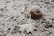 Frozen faded apple on the ground, covered with white hoarfrost