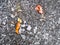 Frozen fallen leaves on ice-covered asphalt path