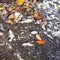 Frozen fallen leaves on surface of urban road