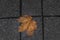 The frozen, fallen maple leaf on the granite tile