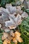 Frozen fallen maple leaves lying on the grass, covered with hoarfrost, top view. autumn season