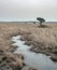 Frozen fen in wide plain with high yellow grass.