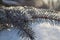 Frozen fir branches. Winter scene. Christmas decoration. White