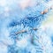 Frozen fir tree background