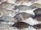 Frozen fishes on ice texture background