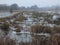 The frozen flooded marshes