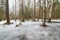 Frozen flooded river in forest