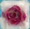 Frozen flora - rose