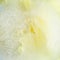 Frozen flora - yellow carnation