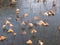 Frozen flower heads in a lake in the Parc Floral De Paris, Paris