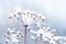 Frozen flower twig in beautiful winter snowfall background