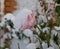 Frozen flowers. Rose bushes in snow. White flowers and white snow. Rose bushes after snowfall and sudden cold snap. Extreme cold