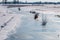 Frozen fore-lands of the IJssel river, the Netherlands