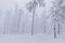 Frozen forest foggy winter scenery in Poland