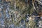 Frozen forest soil. dried grass and branches against the background of swamp moss.