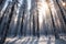 The Frozen Forests of Frost\\\'s Frontier