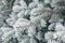 Frozen free tree in hoarfrost in the forest