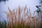 frozen frosty grass bents in late autumn with winter coming