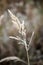 frozen frosty grass bents in late autumn with winter coming