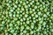 frozen frosty green peas background closeup